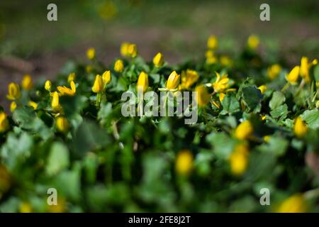 Fiori primaverili nel parco, fiori di Aconite invernale (Eranthis Hyemalis). Macro fotografia Foto Stock