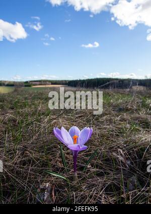 Primo piano di un crocus selvatico (Crocus tommasiniánus), che cresce in un paesaggio con cielo blu. Foto: Bo Arrhed Foto Stock