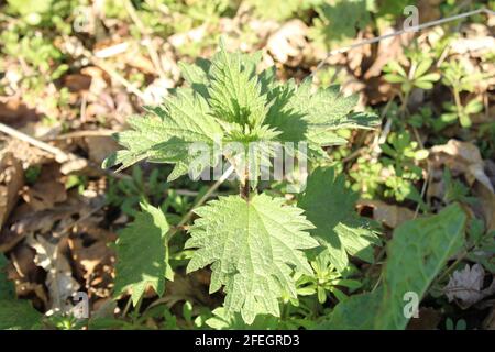 Nettle di pinging, Urtica dioica primo piano dettaglio Foto Stock