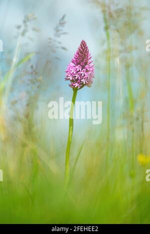 Anacamptis piramidalis orchidea piramidale fiore rosa brillante che cresce da solo in un lungo prato erboso in primavera. Francia, Europa Foto Stock