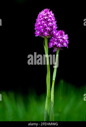 Orchidea piramidale (Anacamptis piramidalis) rosa viola piante a gambo lungo fiorite che crescono in erba verde in primavera con fondo nero Foto Stock
