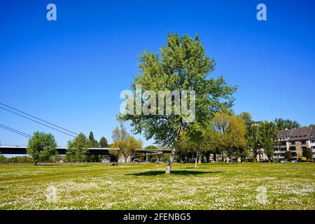 Paesaggio primaverile di fronte a Theodor-Heuss-Brücke nel quartiere di Golzheim in Düsseldorf. Foto Stock