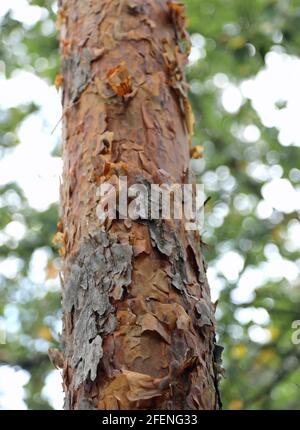 corteccia dell'albero che sfaldano via a causa di una malattia che colpisce la vegetazione di foresta Foto Stock