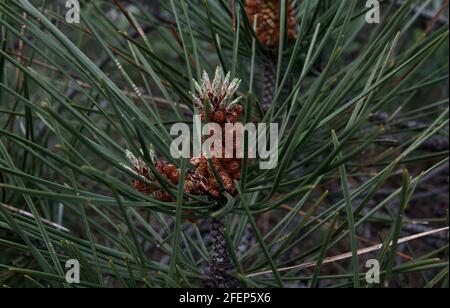 P. radiata cono maschio (polline). Cono di pino maschio Foto Stock