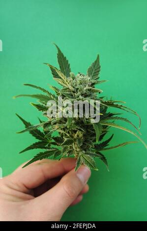 Cespuglio di cannabis fiorito. L'uomo coltivatore tiene in mano un ramo fresco. Foglie di marijuana isolate su sfondo verde. Foto Stock