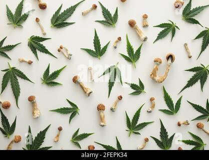 Concetto di microdosaggio. Modello di funghi psilocibin e foglie di marijuana isolati su sfondo bianco. Modello psichedelico, concetto di viaggio magico. Foto Stock