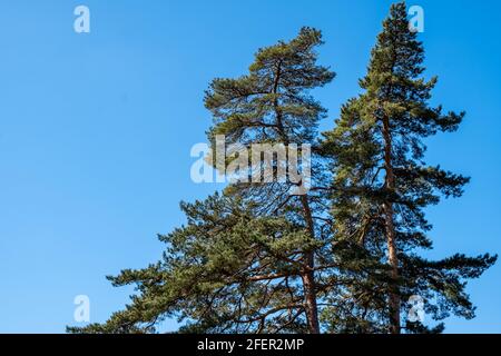 Epsom Surrey, Londra Inghilterra UK, aprile 23 2021, Ntaural Beauty of Nature with Trees, No People and Clear Blue Sky Foto Stock