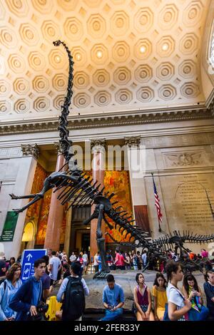 Barosaurus lentus scheletro in una sala del Museo Americano di Storia Naturale Foto Stock