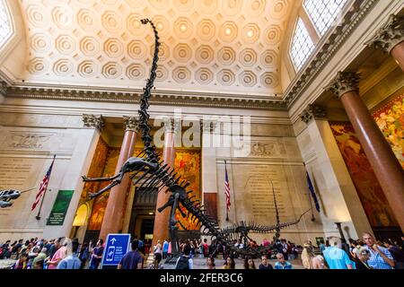 Barosaurus lentus scheletro in posizione di allevamento in una sala del Museo Americano di Storia Naturale Foto Stock