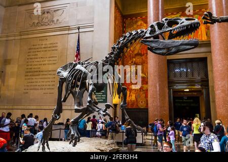 Allosaurus scheletro in una sala del Museo Americano di Storia Naturale Foto Stock