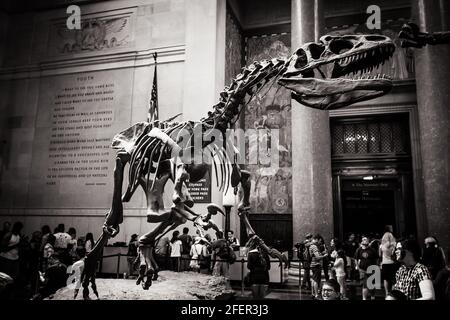 Allosaurus scheletro in una sala del Museo Americano di Storia Naturale in bianco e nero Foto Stock