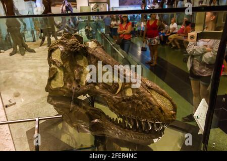 Cranio Tyrannosaurus rex (T-rex) nel Museo Americano di Storia Naturale Foto Stock