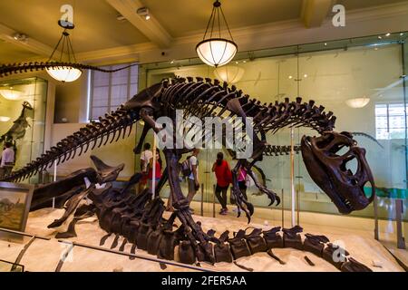 Allosaurus scheletro che si nuota su una carcassa in American Museum of Storia naturale Foto Stock