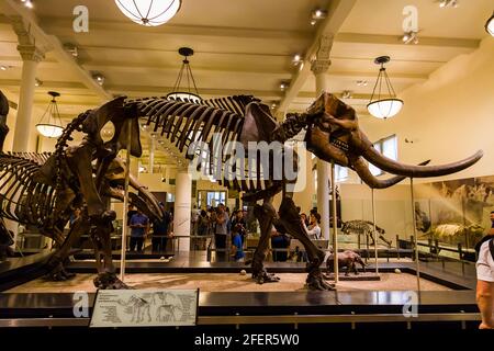 Scheletro Mastodon nella Hall of Advanced Mammals in American Museum of Natural History a New York City Foto Stock