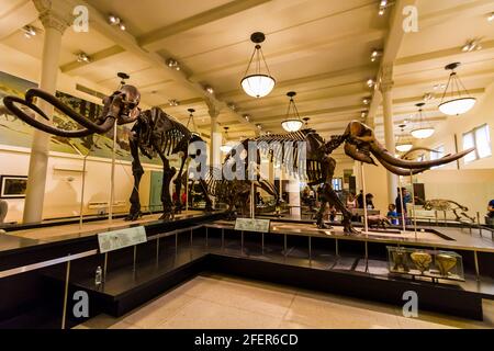 Gli scheletri di Mammoth e Mastodon nella Hall of Advanced Mammals nel Museo Americano di Storia Naturale a New York City Foto Stock