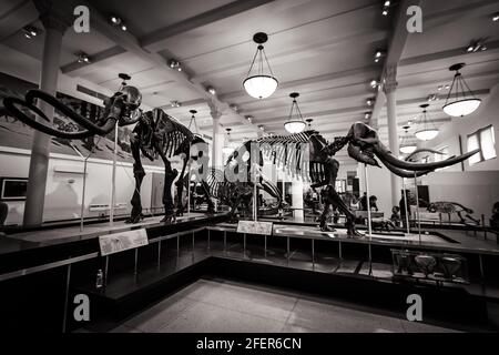 Scheletri di Mammoth e Mastodon nella Hall of Advanced Mammals in American Museum of Natural History a New York City in bianco e nero Foto Stock