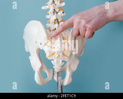 Primo piano della mano del medico maschile che punta all'articolazione sacroiliaca sul modello della colonna vertebrale scheletrica Foto Stock