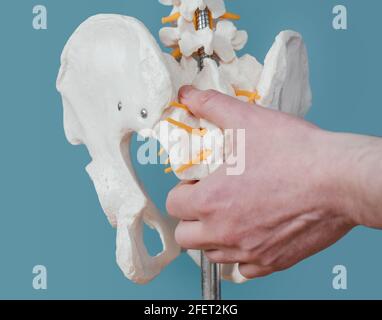 Primo piano della mano del medico maschile che mostra l'articolazione sacroiliaca su modello della colonna vertebrale scheletrica Foto Stock