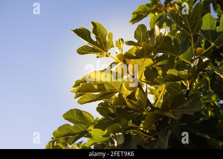 Primo piano vista di fichi gialli (Ficus carica) su un albero con sfondo cielo azzurro e chiaro catturato a Izmir / Turchia Foto Stock