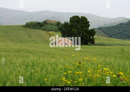 Campagna primaverile paesaggio della Sicilia verdeggiante campo di grano, fiori selvatici e sullo sfondo case abbandonate Foto Stock
