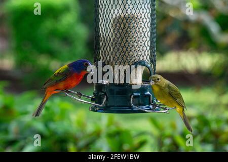 Colorati mungings dipinti da uomini e donne (Passerina ciris) su un alimentatore di uccelli da cortile, Stuart, Martin County, Florida, USA Foto Stock