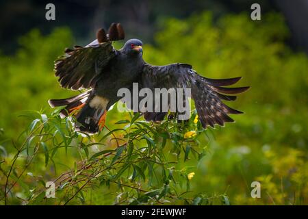 Panama fauna selvatica con un Kite lumaca, Rostrhamus sociabilis, in volo accanto al lago Gatun, Soberania parco nazionale, Repubblica di Panama. Foto Stock