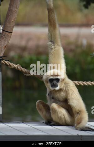 Davvero carino volto di una bionda langur monkey da vicino. Foto Stock