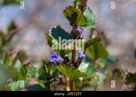 Ucraina, Kiev - 21 aprile 2021: Glechoma hederacea terra-Ivy fiore Foto Stock