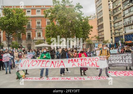 Protesta convocata dalla Free Fox Association contro la sperimentazione animale l'associazione per i diritti degli animali Free Fox si è concentrata contro la sperimentazione animale nella Plaza de Jacinto Benavente, a Madrid. Ogni anno, più di 100 milioni di animali non umani vengono torturati e uccisi in tutto il mondo per esperimenti e altri scopi scientifici, compreso l'insegnamento. Secondo i dati ufficiali, nello Stato spagnolo sono stati utilizzati circa 800,000 animali. Gli animali da laboratorio sono utilizzati principalmente in studi medici e veterinari, nell'industria chimica e cosmetica; Foto Stock