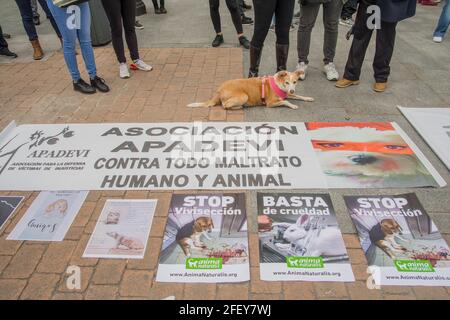 Protesta convocata dalla Free Fox Association contro la sperimentazione animale l'associazione per i diritti degli animali Free Fox si è concentrata contro la sperimentazione animale nella Plaza de Jacinto Benavente, a Madrid. Ogni anno, più di 100 milioni di animali non umani vengono torturati e uccisi in tutto il mondo per esperimenti e altri scopi scientifici, compreso l'insegnamento. Secondo i dati ufficiali, nello Stato spagnolo sono stati utilizzati circa 800,000 animali. Gli animali da laboratorio sono utilizzati principalmente in studi medici e veterinari, nell'industria chimica e cosmetica; Foto Stock