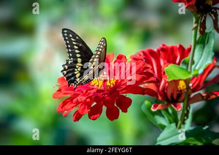 Coda di rondine nera orientale (Papilio Polyxenes) arroccata su fiori rossi. Foto Stock