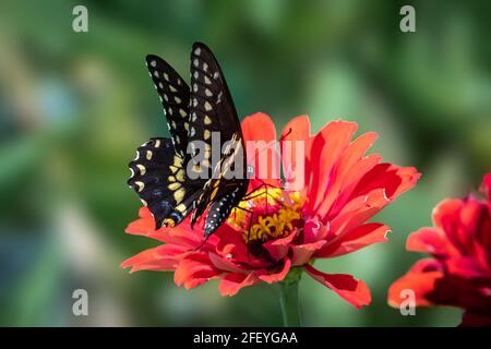 Coda di rondine nera orientale (Papilio Polyxenes) arroccata su fiori rossi. Foto Stock