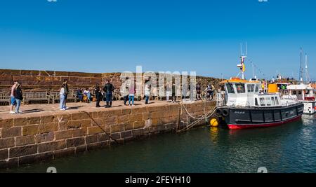 North Berwick, East Lothian, Scozia, Regno Unito, 24 aprile 2021. Regno Unito Meteo: Sole al mare: Il tempo soleggiato porta la folla nella città di mare nonostante la fresca brezza che soffia dal Mare del Nord. Ci sono lunghe code alle takeaways mentre la gente apprezza l'allentamento delle restrizioni di blocco. Nella foto: Una lunga coda socialmente distanziata lungo la banchina del porto per il popolare takeaway Lobster Shack vicino a Sula III, una barca turistica Foto Stock