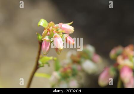 Boccioli di mirtillo di una pianta Foto Stock