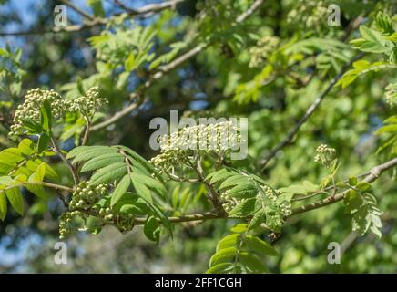 Flowerbocs e foglie di albero di Rowan, Cenere di montagna / Sorbus aucuparia in primavera sole. Frutta usata nella marmellata di rowan / conserva & una volta nella medicina di erbe Foto Stock