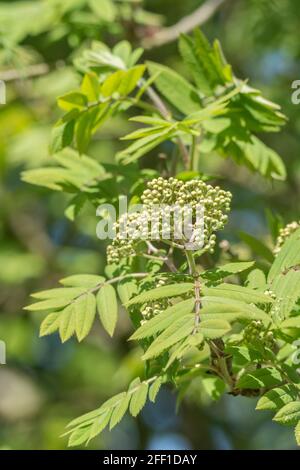 Flowerbocs e foglie di albero di Rowan, Cenere di montagna / Sorbus aucuparia in primavera sole. Frutta usata nella marmellata di rowan / conserva & una volta nella medicina di erbe Foto Stock