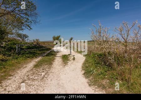 Sentiero di Chalk che conduce all'antica fortezza della collina dell'età del ferro di Chanctonbury Ring da Cissbury Ring - South Downs NP, West Sussex, Regno Unito. Foto Stock