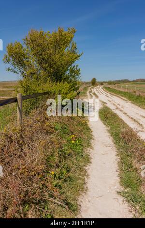 Sentiero di Chalk, strada a ponte che conduce all'antica fortezza della collina dell'età del ferro di Chanctonbury Ring da Cissbury Ring - South Downs NP, West Sussex, Regno Unito. Foto Stock