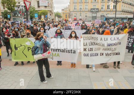 Madrid, Spagna. 24 Apr 2021. Protesta convocata dalla Free Fox Association contro la sperimentazione animale. L'associazione per i diritti degli animali Free Fox si è concentrata contro la sperimentazione animale in Plaza de Jacinto Benavente a Madrid. (Foto di Alberto Sibaja/Pacific Press) Credit: Pacific Press Media Production Corp./Alamy Live News Foto Stock