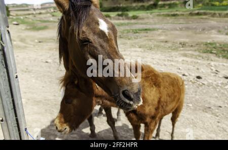 Cavalli divertenti in scuderia, mammiferi selvatici, equestri Foto Stock