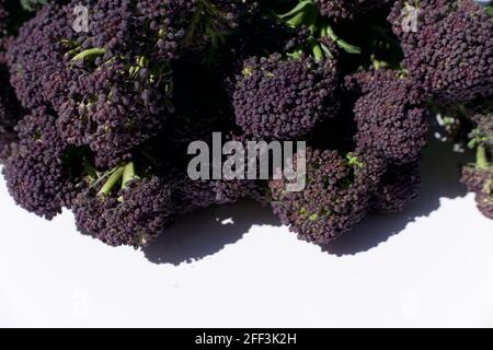 Primo piano immagine di teste di broccoli purpuri germoglianti con copyspace Foto Stock