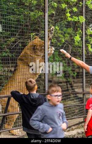 Yalta Russia - 3 maggio 2019 leonessa in una gabbia dello zoo, l'animale si siede in una gabbia, Lionessa allo zoo, l'uomo alimenta il leone Foto Stock