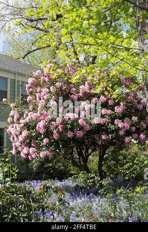 Un grande cespuglio rododendro con fiori rosa, accanto ad una casa verde salvia. Foto Stock
