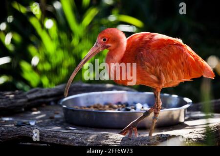 Scarlet Ibis Eudocimus ruber Foto Stock