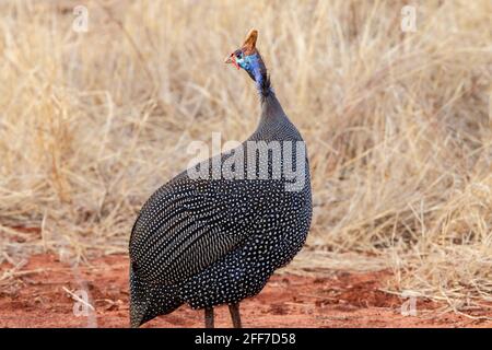 Guineafonlo helmeted, Numida meleagris, singolo adulto in piedi su vegetazione corta, Tsavo ovest, Kenya, Africa orientale Foto Stock