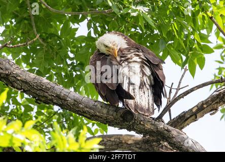 Primo piano di un giovane Eagle grooming, che ancora mostra le piume venzate di transizione, mentre appollaiato sotto un baldacchino di foglie verdi di Springtime. Foto Stock