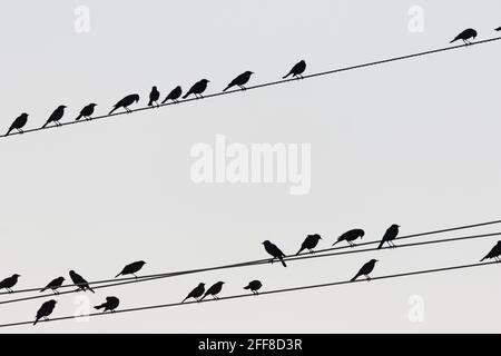 Birds di Brewer, Euphagus cyanocephalus, su cavi di servizio all'Empire Ranch e Las Cienegas National Conservation Area in Arizona, USA Foto Stock