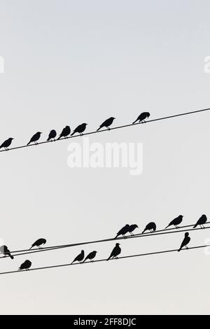 Birds di Brewer, Euphagus cyanocephalus, su cavi di servizio all'Empire Ranch e Las Cienegas National Conservation Area in Arizona, USA Foto Stock