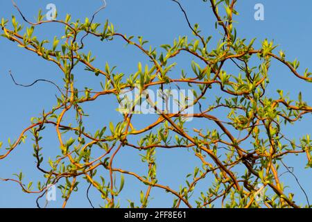 Salix babylonica matsudana tortuosa salice riccio in primavera salice rami Foto Stock