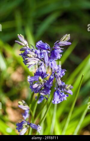 Primo piano Fotografie di Bluebells in un bosco a Springtime, aprile Foto Stock